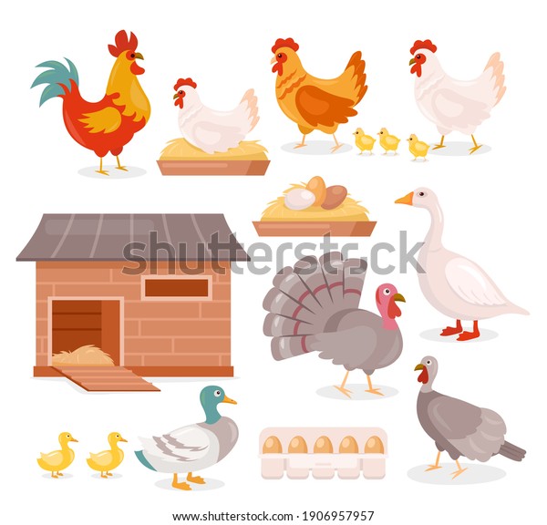 Chicken in farm barn henhouse vector illustration\
set. Cartoon hen sitting on eggs, hen and rooster with baby\
chickens, turkey, goose and duck with ducklings, domestic poultry\
birds isolated on\
white