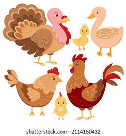 Chicken farm birds vector illustration set. Cartoon goose, duck, turkey, chicken and rooster in cartoon style. Domestic bird hand drawn, isolated on white background