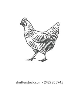 Chicken, farm domestic animal. Hand drawn engraving style vector illustration.	
