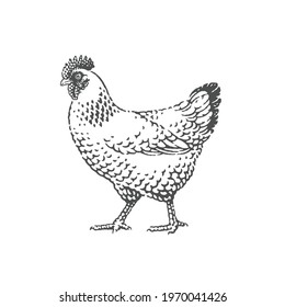 Chicken, farm domestic animals. Hand drawn engraving vintage style illustrations.