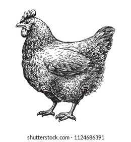 Chicken farm eggs sketch on white background. Vector illustration