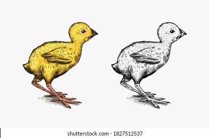 Chicken or farm little bird. Engraved hand drawn vintage sketch. Woodcut style. Vector illustration for menu or poster.