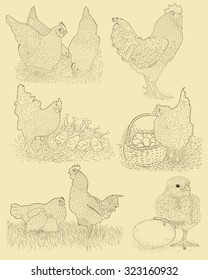Chicken farm set. Hand drawn illustration in vintage style