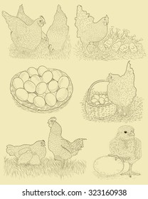 Chicken farm set. Hand drawn illustration in vintage style.