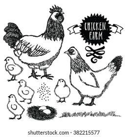 Chicken farm Sussex hen