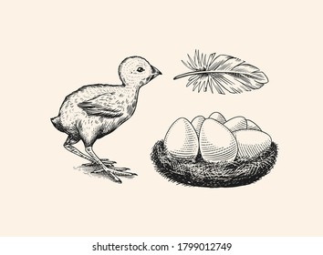 Chicken and feather, nest with eggs. Farm product. Engraved hand drawn vintage sketch. Woodcut style. Vector illustration for menu or poster.