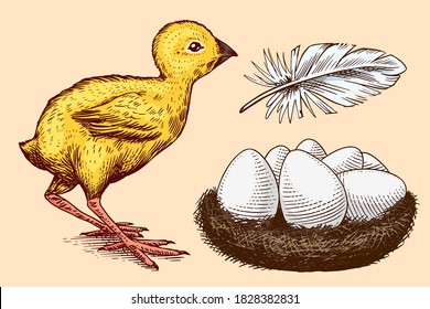 Chicken and feather, nest with eggs. Farm product. Engraved hand drawn vintage sketch. Woodcut style. Vector illustration for menu or poster.