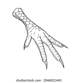 Chicken foot. Hand-drawn style. Vector illustration. Isolated on white.