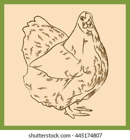Chicken (girl). Sketch. Very nice and plump.