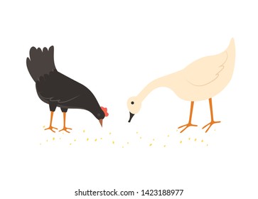 Chicken and goose vector, black hen and domestic poultry animal with plumage eating from ground, isolated chick, agriculture and caring for birds