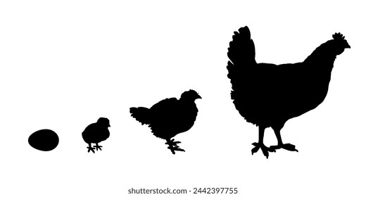 Hühnerzuchtstufen Silhouetten. Hahn, Huhn, Küken. Eizucht von Hausgeflügel. Isoliert auf weißem Hintergrund. Vektor-Illustration für landwirtschaftliche Produkte Paket, Poster, Banner, Kartendesign