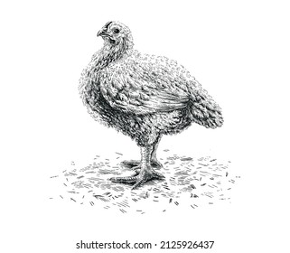 chicken hand drawing sketch engraving illustration style