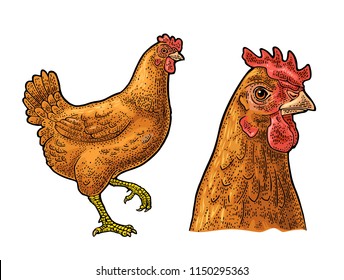 Chicken. Hand drawn in a graphic style. Vintage color vector engraving illustration for poster, web. Isolated on white background