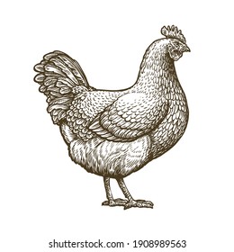 Chicken Hand Drawn. Hen Standing Side View. Farm Animal Sketch Illustration