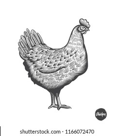 Chicken hand drawn illustration in engraving or woodcut style. Hen meat and eggs vintage produce elements. Badges and design elements for the chicken manufacturing. Vector illustration