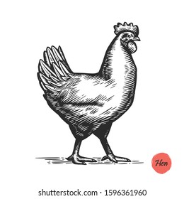 Chicken hand drawn illustration in engraving or woodcut style. Hen meat and eggs vintage produce element. Badge and design element for the chicken manufacturing. Vector illustration.