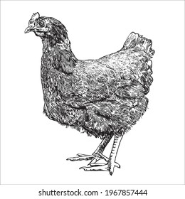 Chicken hand drawn illustration. Chicken meat vintage produce elements. Badges and design elements for the chicken manufacturing. Vector illustration. Black and White, art