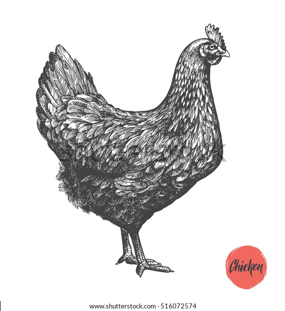 鶏手描きのイラスト 鶏肉と卵のビンテージは元素を生み出す 鶏肉製造のバッジとデザインエレメント ベクターイラスト のベクター画像素材 ロイヤリティフリー