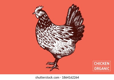 Chicken hand drawn illustration. Vector.
