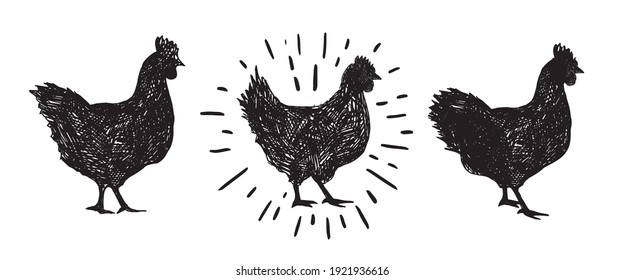 Chicken hand drawn illustration, Vector illustration.