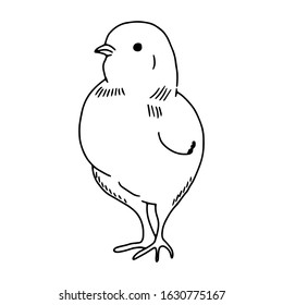Chicken hand drawn line drawing. Contour drawing.Doodles.Drawing for Easter holiday. Little chicken.The bird home.Vector illustration