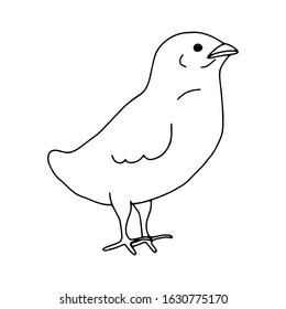 Chicken hand drawn line drawing. Contour drawing.Doodles.Drawing for Easter holiday. Little chicken.The bird home.Vector illustration