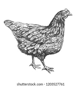 Chicken Hand Drawn Vector Illustration Realistic Sketch