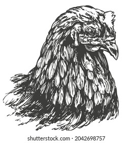 chicken hand drawn vector illustration realistic sketch