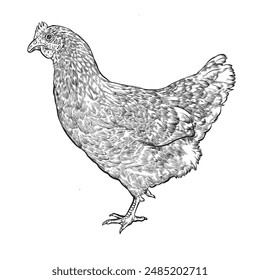 Chicken hand drawn vector illustration realistic sketch.
