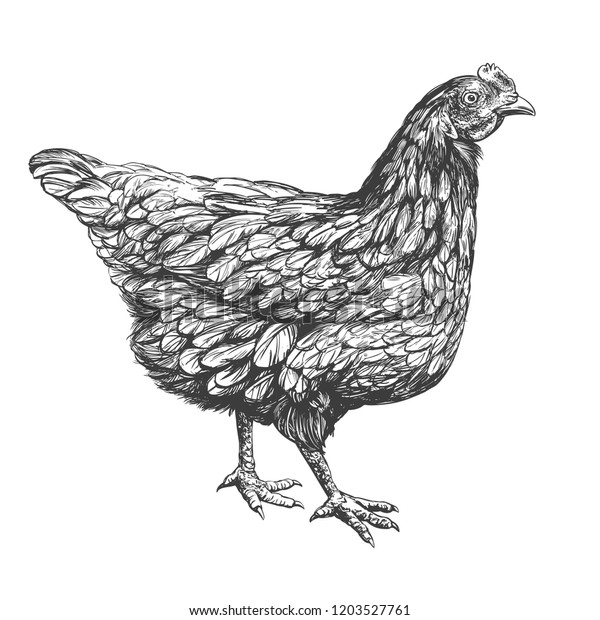 鶏手描きのベクターイラストのリアルなスケッチ のベクター画像素材 ロイヤリティフリー