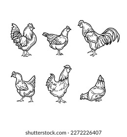 chicken handrawn doodle illustrations vector set