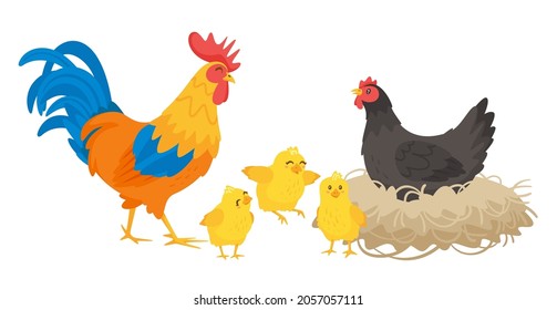 Chicken happy family: hen, rooster and chicks. Vector illustration isolated on white background.