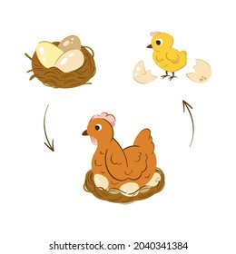 Chicken hatch stage vector illustration. Neat with chicken eggs. Newborn yellow cute chicken 