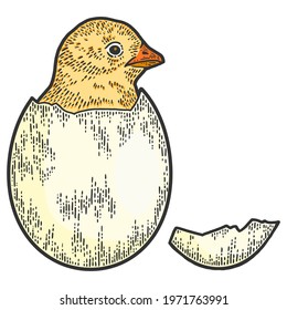 Chicken hatched from egg color. Sketch scratch board imitation.