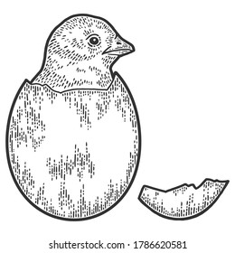 Chicken hatched from egg. Sketch scratch board imitation. Black and white. Engraving vector illustration.