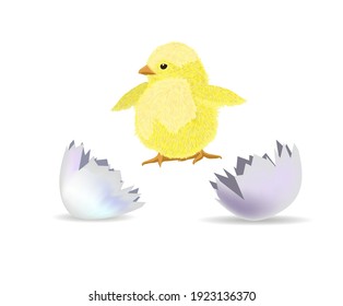 The chicken hatched from the shell. Vector illustration