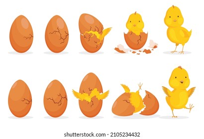 Chicken hatching from the egg. Cartoon baby chick step-by-step born process. Newborn little cute chick, small baby bird emergence from egg, cracked shell. Funny domestic animal