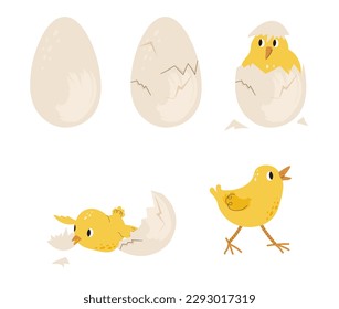Chicken hatching from egg. Chick in shell. Stages of life and birth of bird. Growth process of little lovely feathered baby animal. Cartoon flat vector illustrations isolated on white background