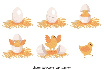 Chicken hatching stages concept set. Vector flat graphic design illustration