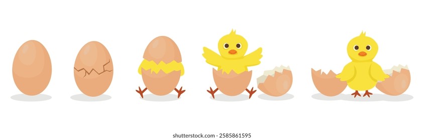 Chicken hatching stages cracked eggshell to newborn yellow cute chick