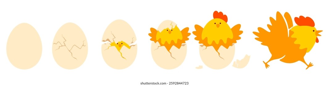 Chicken hatching stages from cracked shell to cute yellow baby chick born from an egg. Newborn little chick emergence from egg. Funny Easter chicks concept. Set of isolated vector illustration