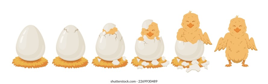 Chicken hatching stages cycle vector isometric illustration. Egg cracked shell newborn little chick small emergence baby bird. Birth roost farming hens poultry breeding natural yellow animal with beak