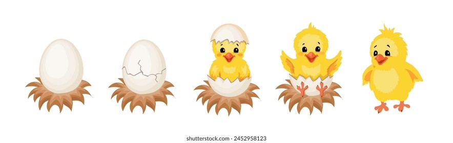 Etapas de incubación de pollo del set de dibujos animados de huevo. Cáscara de huevo agrietada y el recién nacido amarillo lindo polluelo. Concepto de pollitos de Pascua. Ilustración vectorial de nacimiento de pájaro bebé divertido