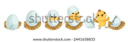 Chicken hatching stages. Gradual hatch of little chicken from egg. Easter mascot. Yellow fluffy bird birth. Domestic animal. Nestling breaking shell process. Splendid