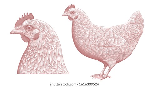 Chicken and Chicken Head. Design set. Art detailed editable illustration. Vector vintage engraving. Isolated on white background. 8 EPS