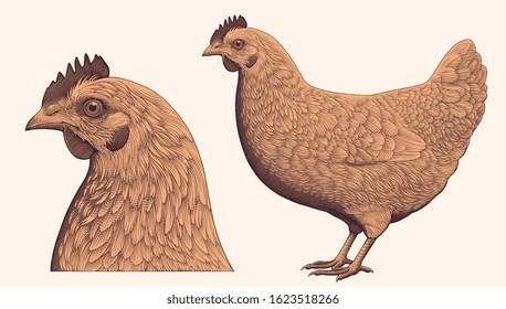 Chicken and Chicken Head. Design set. Art detailed editable illustration. Vector vintage engraving. Isolated on light background. 8 EPS