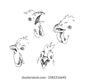 Chicken heads vector illustration. Hand drawn hens.