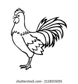 Chicken, hen bird, poultry, vector illustration sketch, farm feathered bird animal. Engraving isolated on white background, sketch, hand drawn retro vintage style.