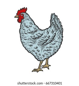 Chicken, hen bird, poultry, vector illustration sketch, farm feathered bird animal. Engraving isolated on white background, sketch, hand drawn retro vintage style.