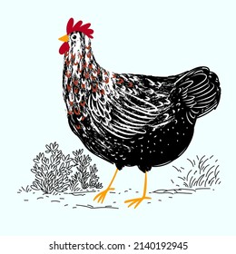 Chicken, hen cartoon drawing vector illustration.Isolated object. Farm bird.